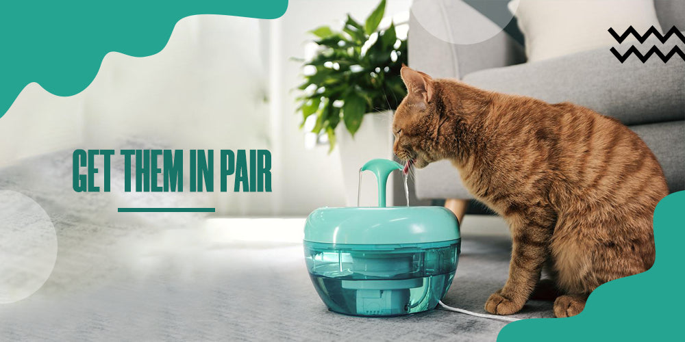 Is Adopting Two Cats Better Than Adopting One?